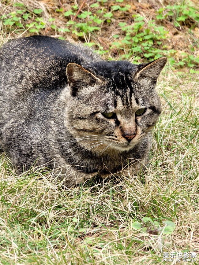 小猫咪