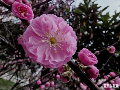 几处早樱争暖春