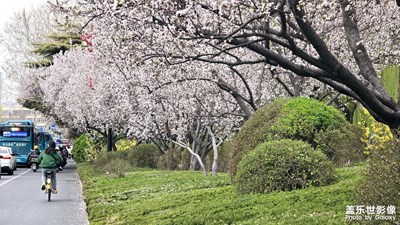 【醉春山】落英缤纷