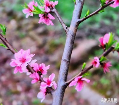 【醉春山】春花烂漫