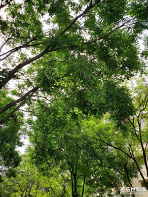 【生活的写意】春光正好