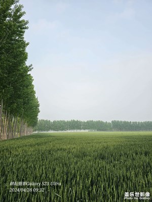 希望的田野