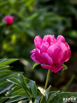 芍药花开