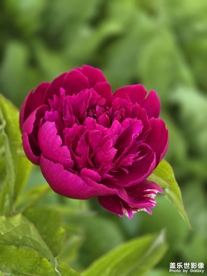 芍药花开（二）