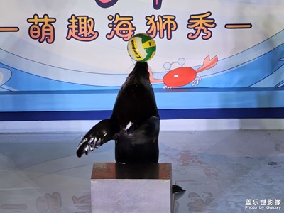 【快乐假日】萌趣海狮秀
