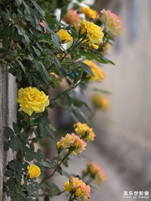 【春深夏浅】月季花