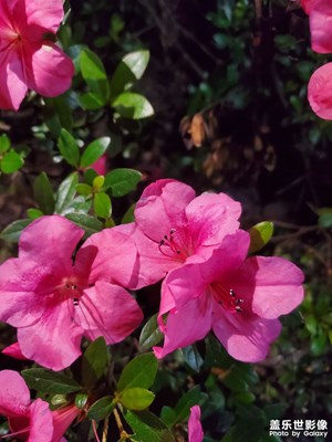 【寻光猎影】+ 花