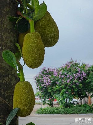 街边的菠萝蜜