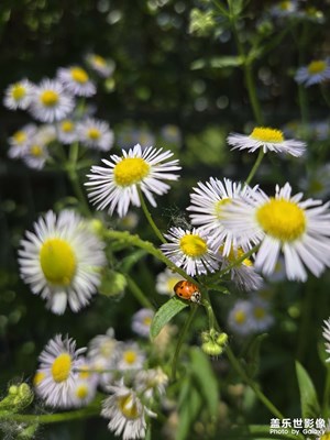 【夏至】+ 虫鸣