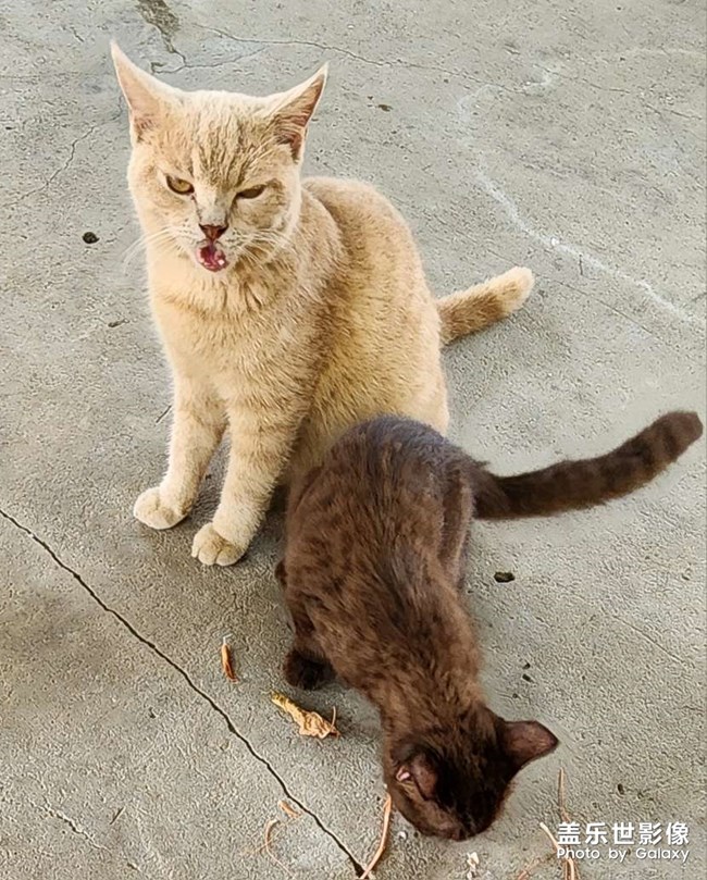 可爱