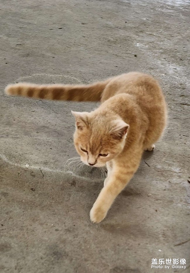 可爱