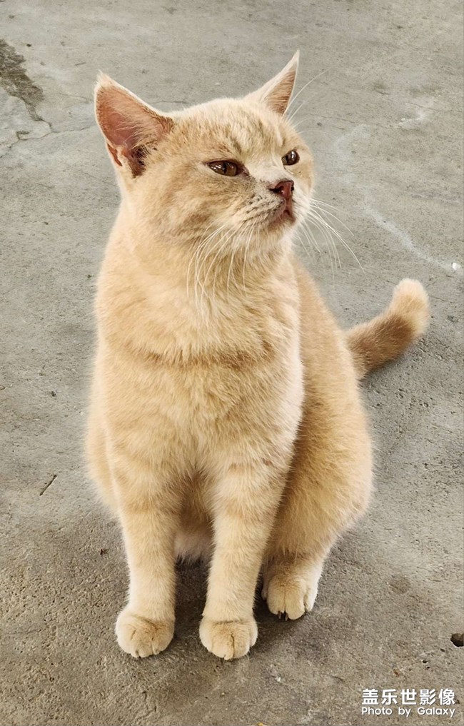 可爱