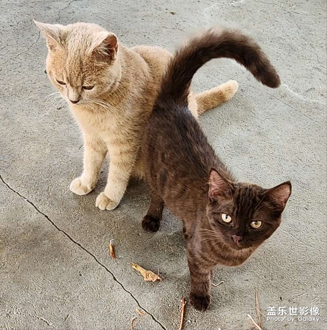 可爱
