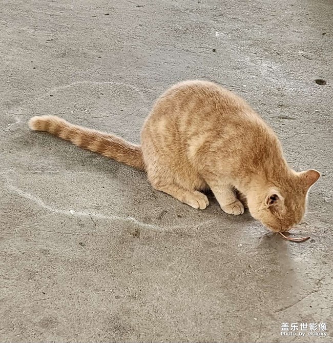 可爱