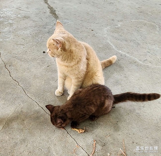 可爱