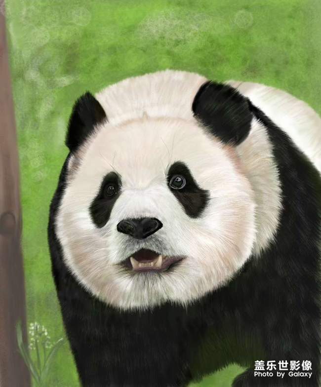 spen手绘