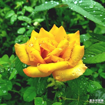 【七月风光】+雨中花