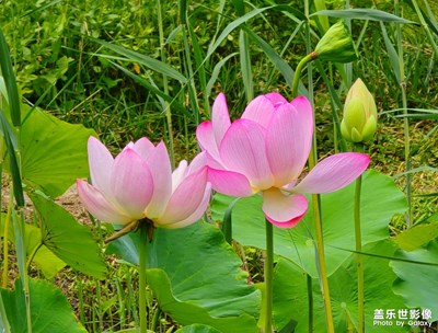【夏日丽影】+映日荷花