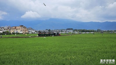 【难忘的夏天】大理喜洲古镇喜洲麦田