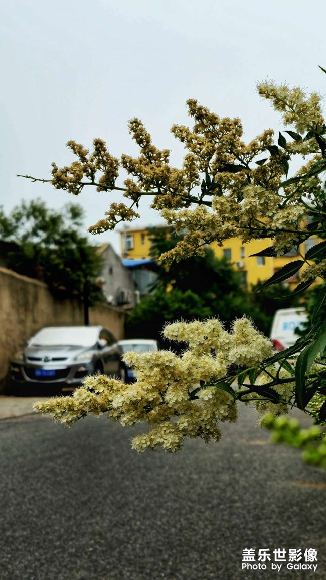 这是什么花