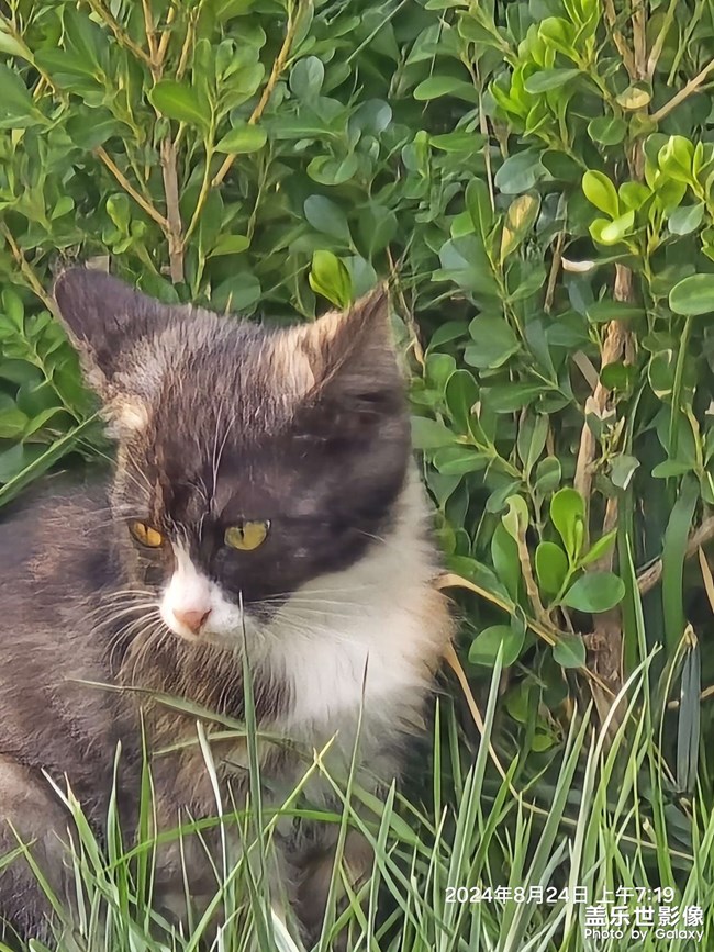 晨跑偶遇小花猫