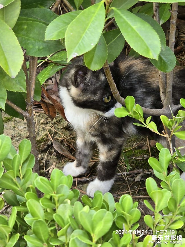 晨跑偶遇小花猫