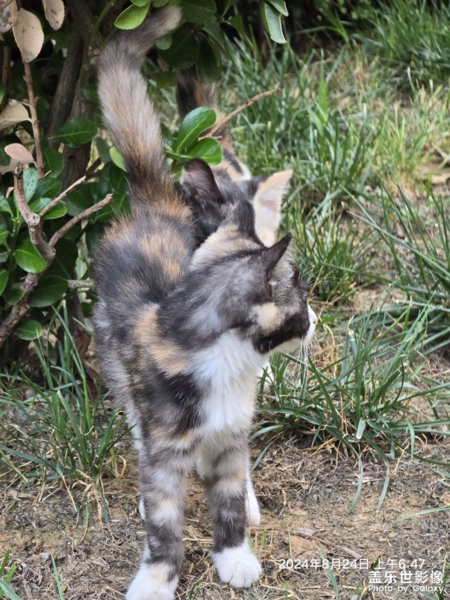 晨跑偶遇小花猫