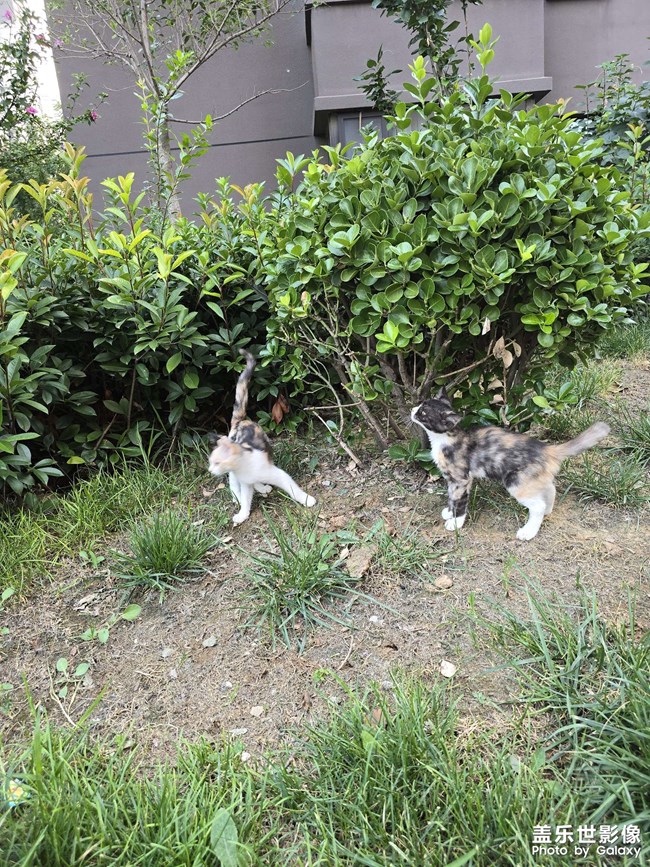 晨跑偶遇小花猫