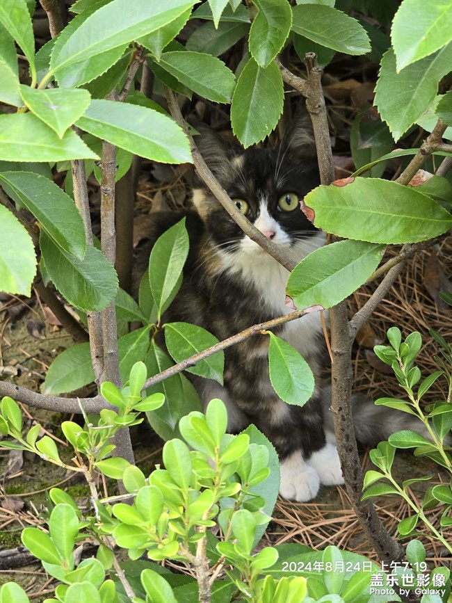 晨跑偶遇小花猫