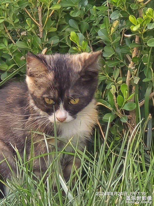 晨跑偶遇小花猫
