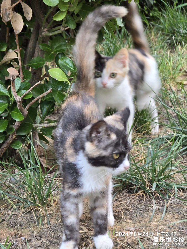 晨跑偶遇小花猫