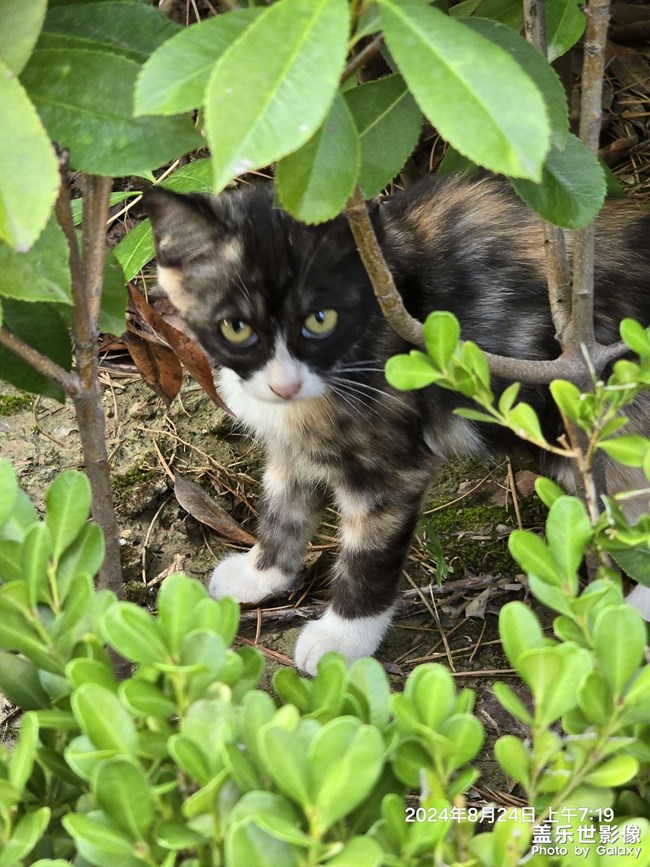 晨跑偶遇小花猫