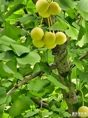 【生活的色调】+ 盛夏的花和果实