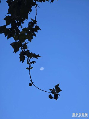 【金九银十迎双节】月半圆