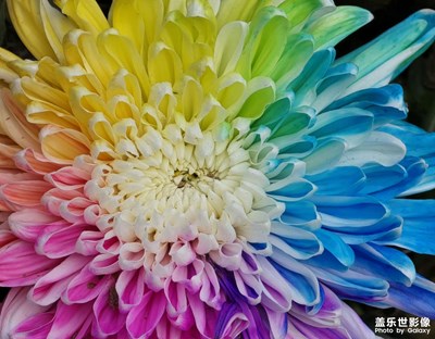 【金秋时节】七彩炫菊