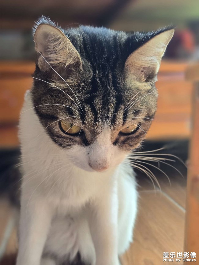 猫咪