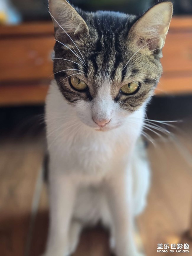 猫咪