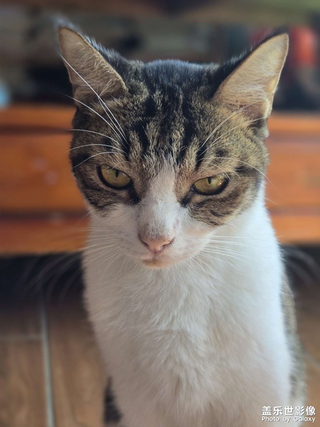猫咪