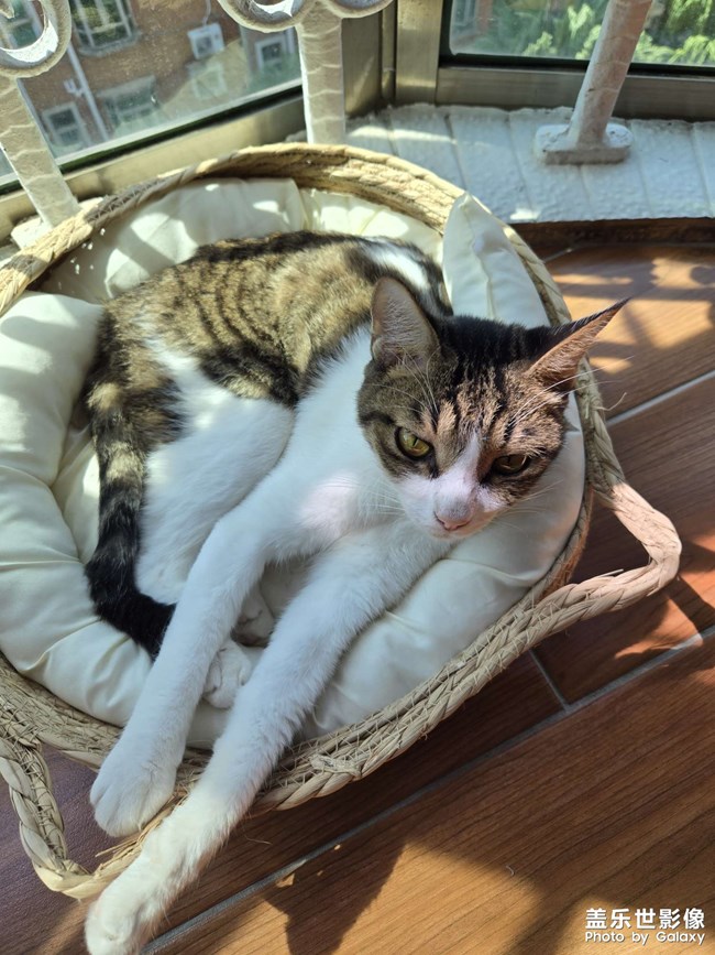 小猫咪