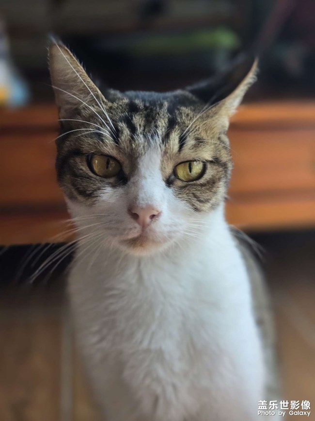猫咪