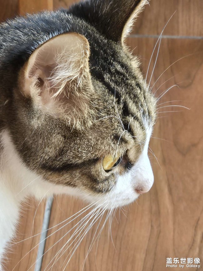 小猫咪