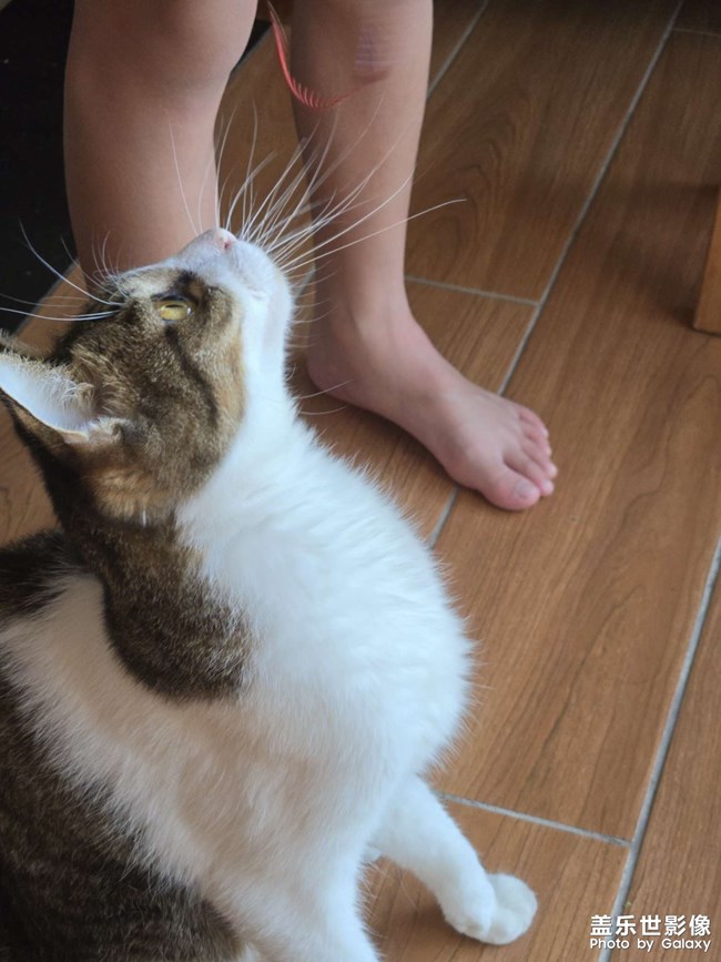 小猫咪