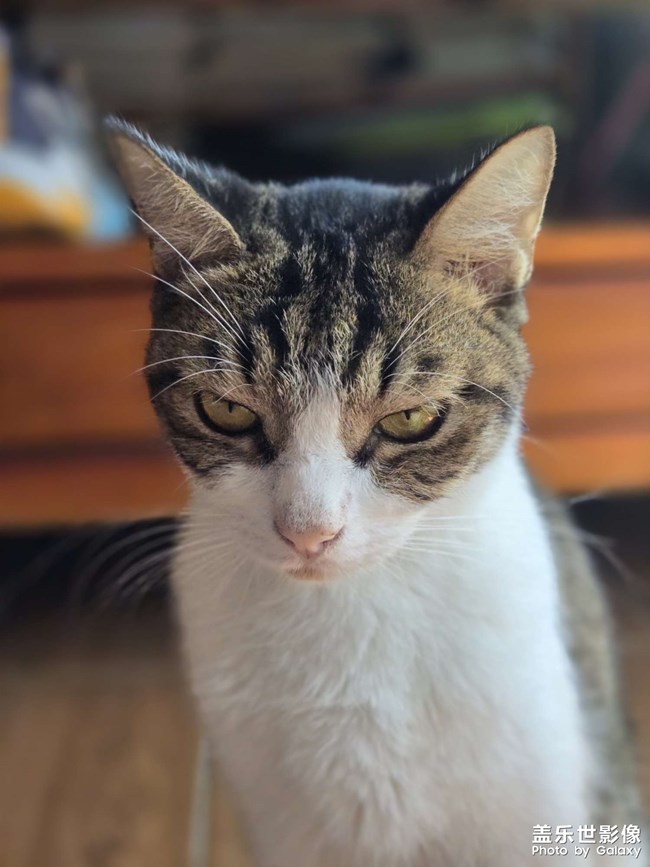 猫咪