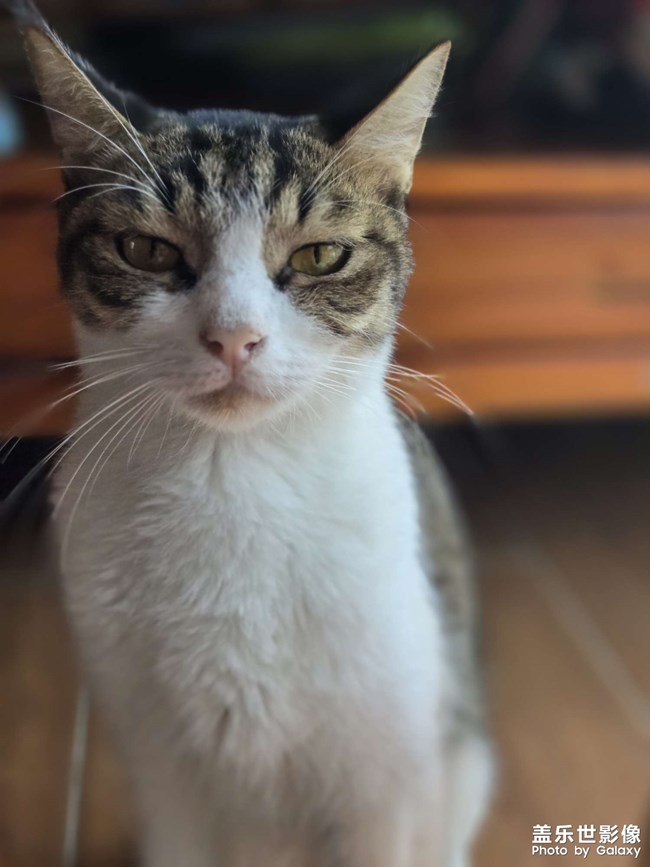 猫咪