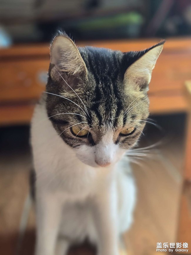 猫咪