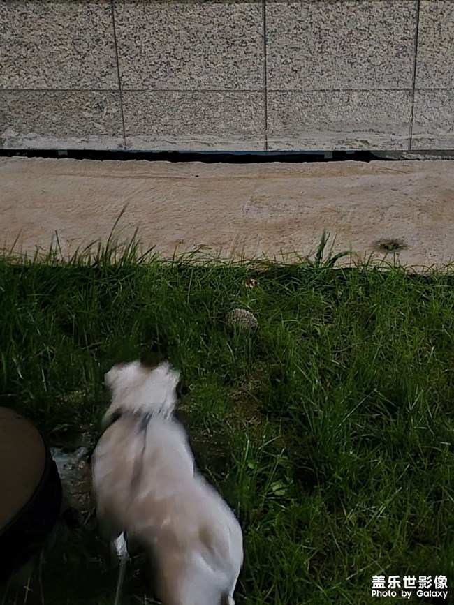 夏天在小区里遇到的刺猬