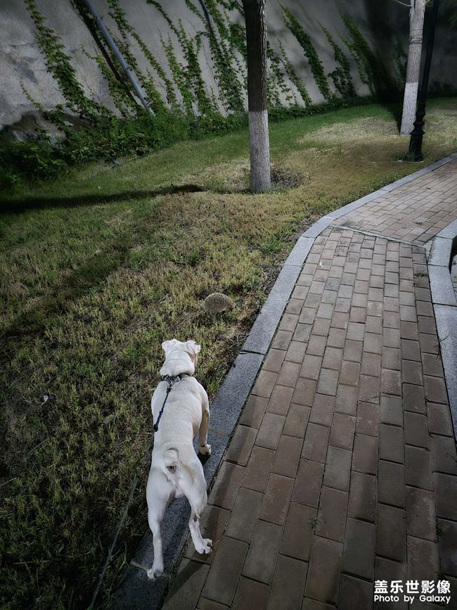 夏天在小区里遇到的刺猬