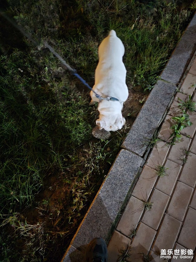 夏天在小区里遇到的刺猬