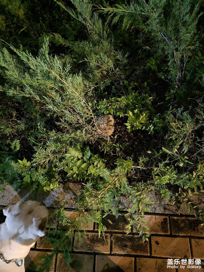 夏天在小区里遇到的刺猬
