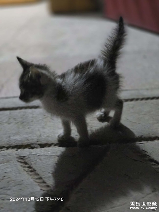 小猫咪炸毛了